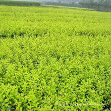 High Production Goji Berry Young Wolfberry Seedlings For Sale